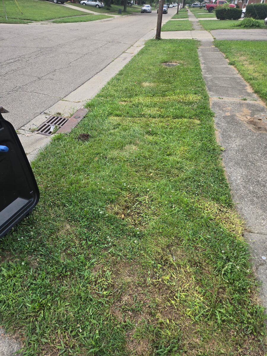 The same stretch of tree lawn completely clear, with only flattened grass where the pile stood.